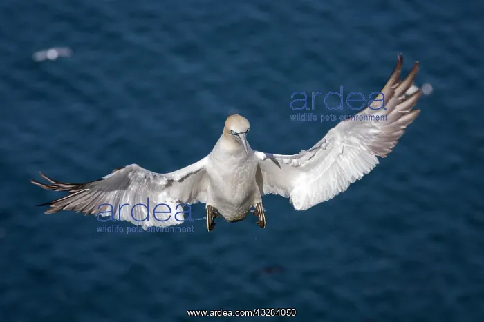 : 80197057 Northern Gannet - adult in flight Bass : 80197057 Northern Gannet - adult in flight Bass