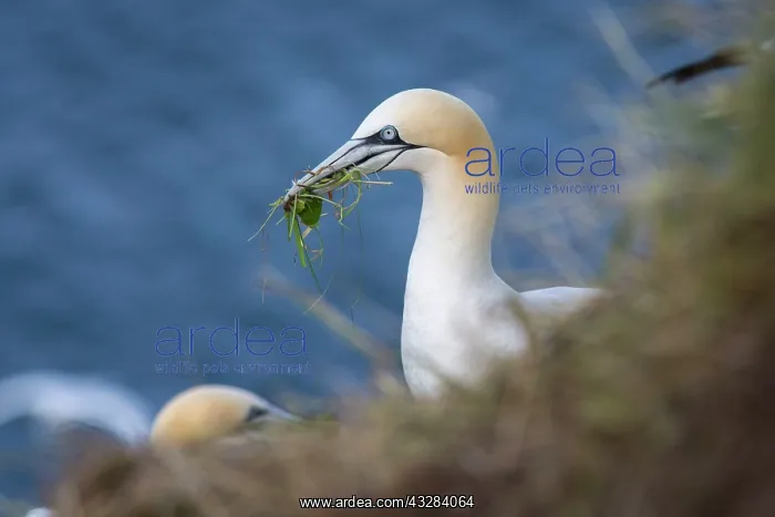 : 80197058 Northern Gannet - with nesting material : 80197058 Northern Gannet - with nesting material