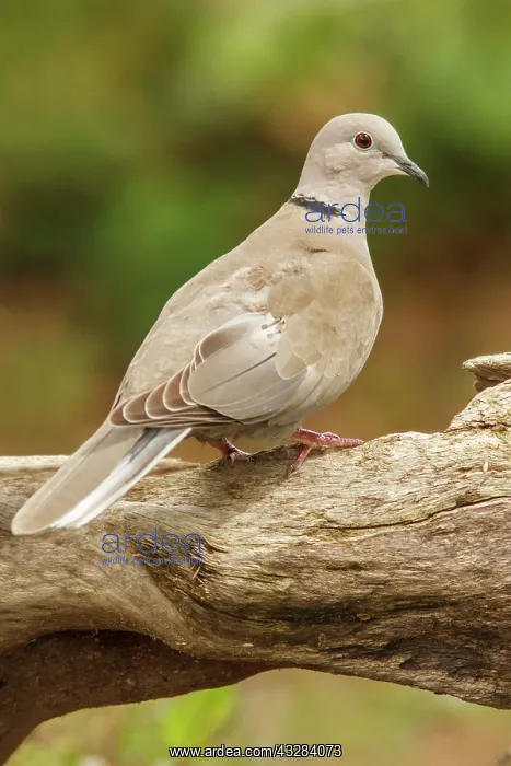 : 80197059 Eurasian Collared Dove - adult Galicia : 80197059 Eurasian Collared Dove - adult Galicia
