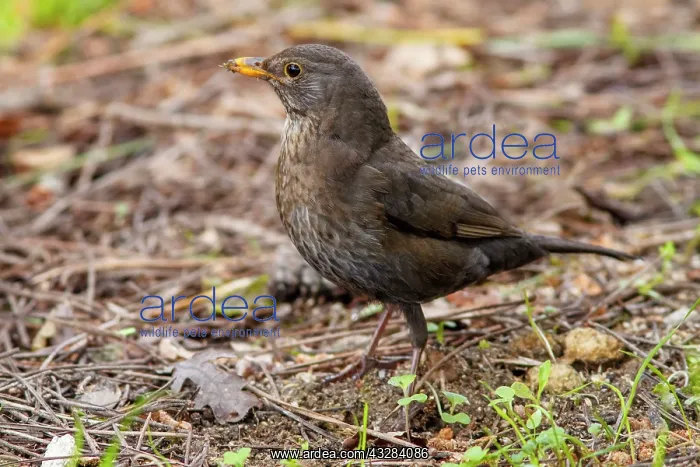 : 80197060 Common Blackbird - female Galicia, Spain : 80197060 Common Blackbird - female Galicia, Spain