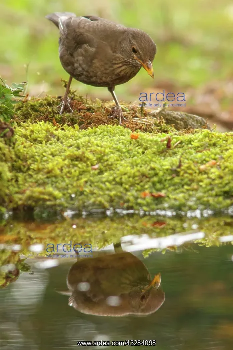 : 80197061 Common Blackbird - female Galicia, Spain : 80197061 Common Blackbird - female Galicia, Spain