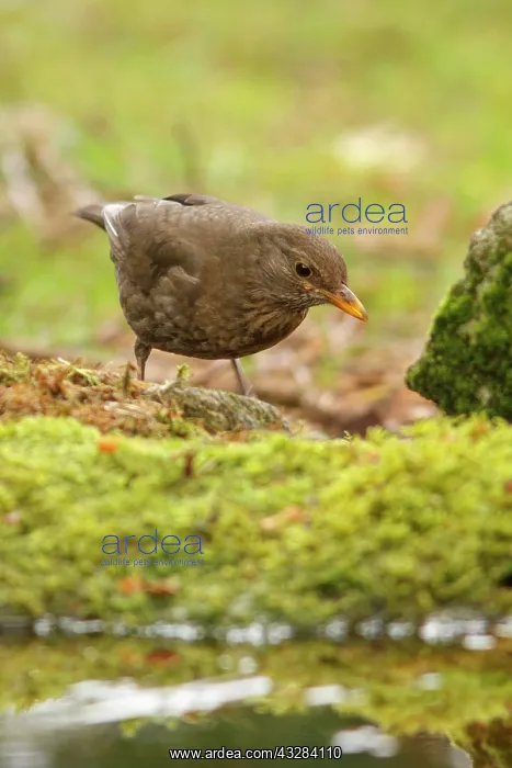 : 80197062 Common Blackbird - female Galicia, Spain : 80197062 Common Blackbird - female Galicia, Spain
