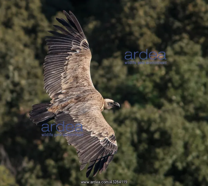 : 80197063 Griffon Vulture - in flight Monfrague National : 80197063 Griffon Vulture - in flight Monfrague National