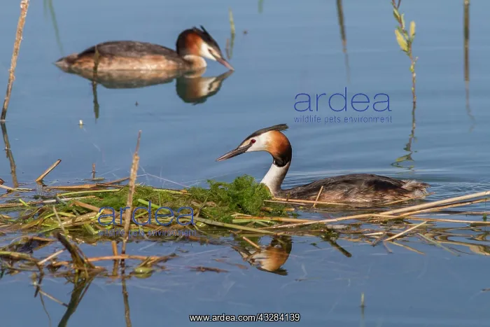 : 80197065 Great Crested Grebe - pair Antela Marsh : 80197065 Great Crested Grebe - pair Antela Marsh