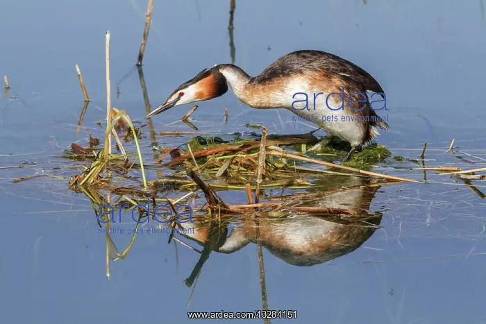 : 80197066 Great Crested Grebe - building nest Antela : 80197066 Great Crested Grebe - building nest Antela