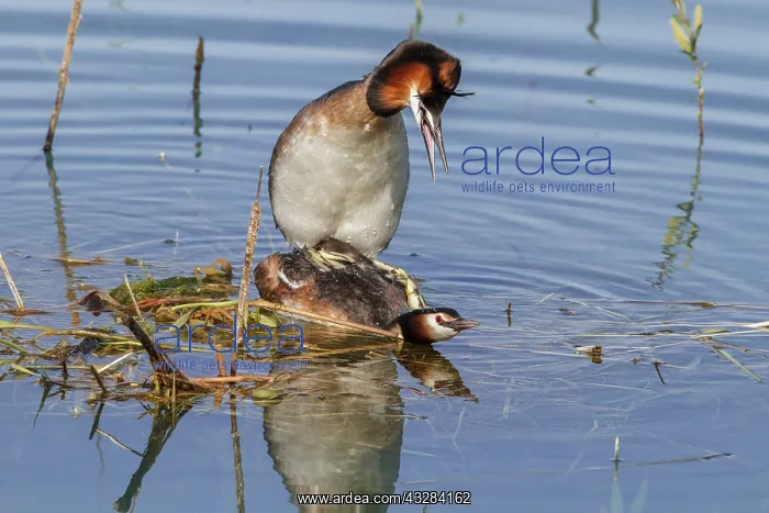 : 80197067 Great Crested Grebe - pair mating Antela : 80197067 Great Crested Grebe - pair mating Antela