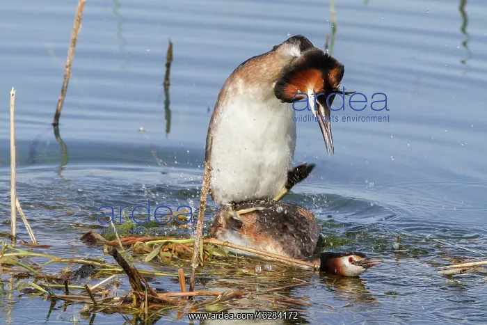 : 80197068 Great Crested Grebe - pair mating Antela : 80197068 Great Crested Grebe - pair mating Antela