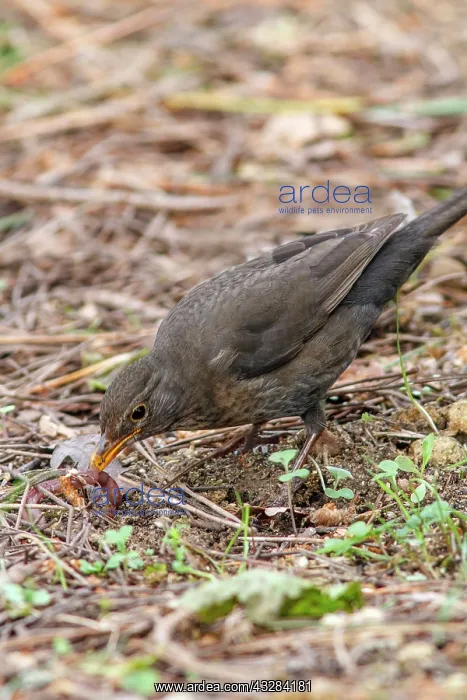 : 80197069 Common Blackbird - feeding on forest floor : 80197069 Common Blackbird - feeding on forest floor