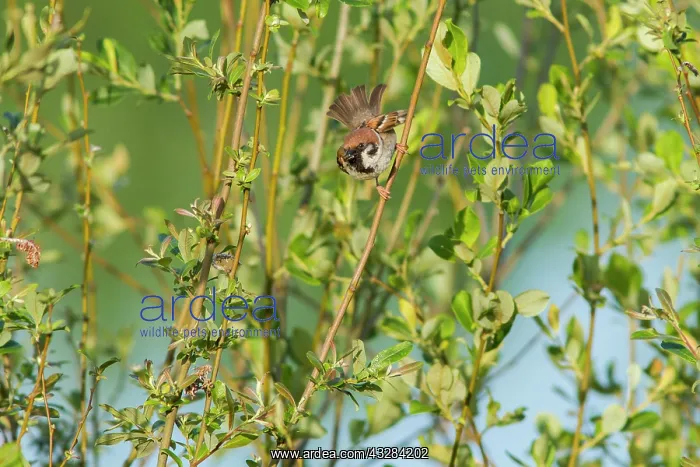 : 80197071 Eurasian Tree Sparrow - with insect in : 80197071 Eurasian Tree Sparrow - with insect in