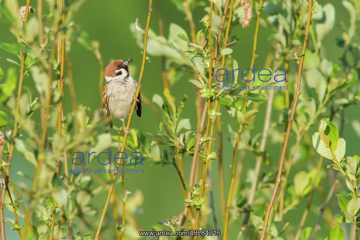 : 80197072 Eurasian Tree Sparrow - with insect in : 80197072 Eurasian Tree Sparrow - with insect in