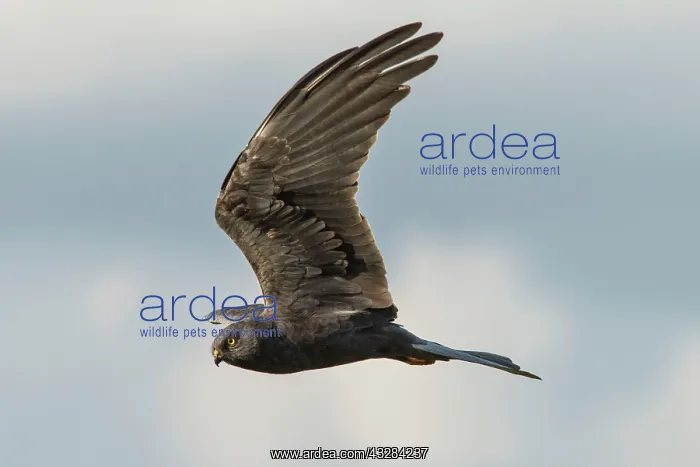 : 80197074 Montagu's Harrier - adult male in flight : 80197074 Montagu's Harrier - adult male in flight