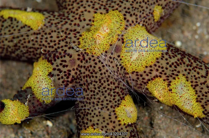 : 80197075 Comb Jelly - group casting feeding tentacles : 80197075 Comb Jelly - group casting feeding tentacles