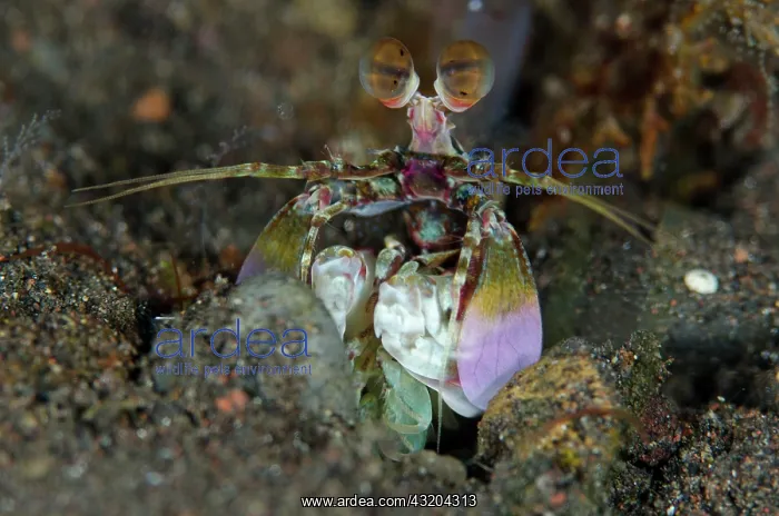 : 80197076 Smashing Pink-eared Mantis Shrimp - peering : 80197076 Smashing Pink-eared Mantis Shrimp - peering