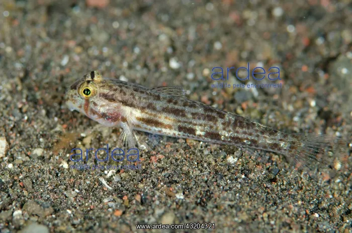: 80197077 Eyebar Goby - on black sand Wreck Slope : 80197077 Eyebar Goby - on black sand Wreck Slope