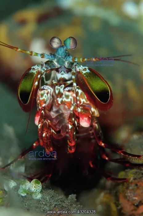  : 80197078 Smashing Mantis Shrimp Wreck Slope dive