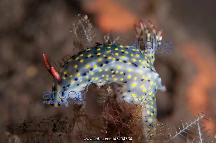 : 80197079 Painted Hypselodoris Nudibranch Seraya : 80197079 Painted Hypselodoris Nudibranch Seraya