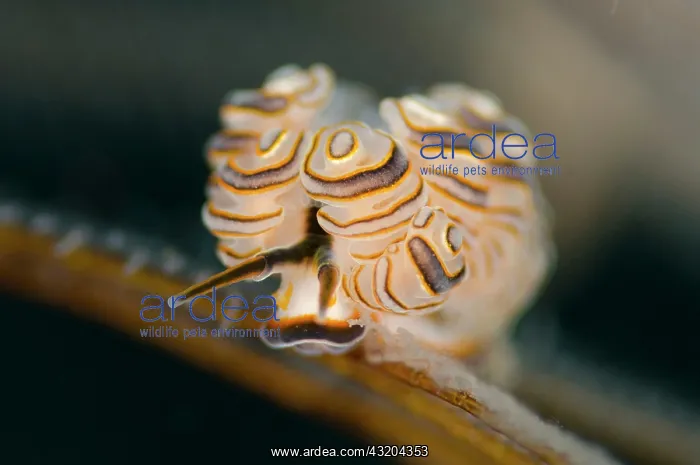 : 80197082 Donut Doto Nudibranch Pong Pong dive site : 80197082 Donut Doto Nudibranch Pong Pong dive site