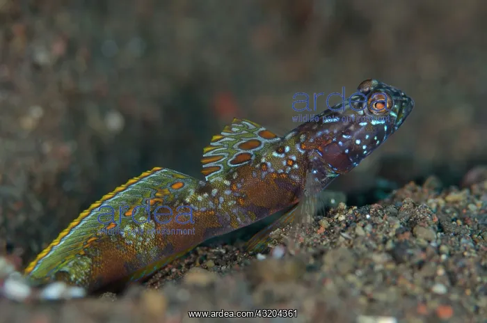 : 80197083 Wide-barred Goby - with fin extended by : 80197083 Wide-barred Goby - with fin extended by
