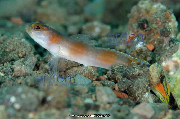 : 80197084 Flagtail Shrimpgoby Pong Pong dive site : 80197084 Flagtail Shrimpgoby Pong Pong dive site