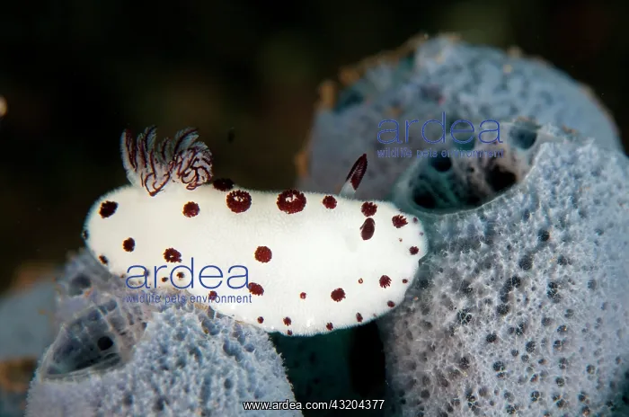  : 80197085 Funeral Jorunna Nudibranch - on sponge