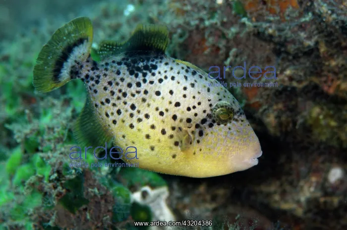: 80197086 Yellowmargin Triggerfish - Sub-adult Segara : 80197086 Yellowmargin Triggerfish - Sub-adult Segara