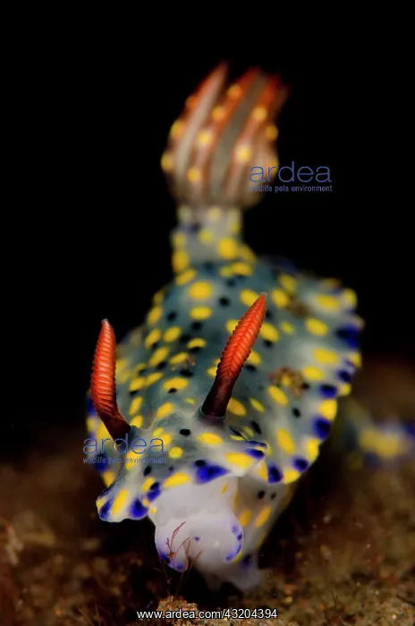 : 80197087 Painted Hypselodoris Nudibranch Seraya : 80197087 Painted Hypselodoris Nudibranch Seraya