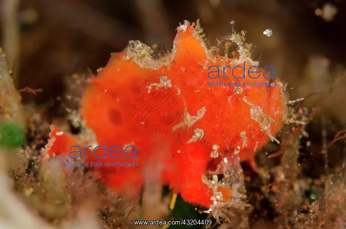 : 80197089 Spotfin Frogfish - with lure Seraya House : 80197089 Spotfin Frogfish - with lure Seraya House