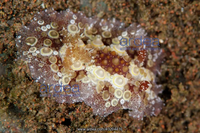 : 80197090 Fried Eggs Hoplodoris Nudibranch - on black : 80197090 Fried Eggs Hoplodoris Nudibranch - on black