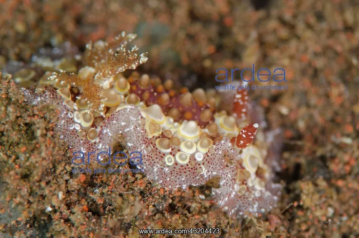 : 80197091 Fried Eggs Hoplodoris Nudibranch - on black : 80197091 Fried Eggs Hoplodoris Nudibranch - on black