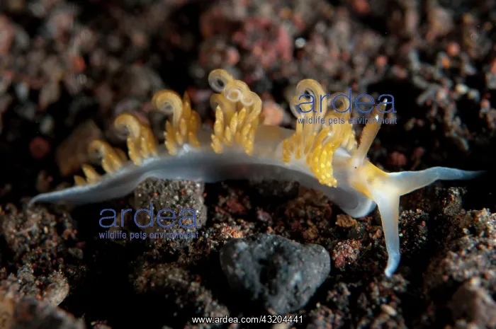 : 80197093 Brock's Moridilla Nudibranch Seraya House : 80197093 Brock's Moridilla Nudibranch Seraya House