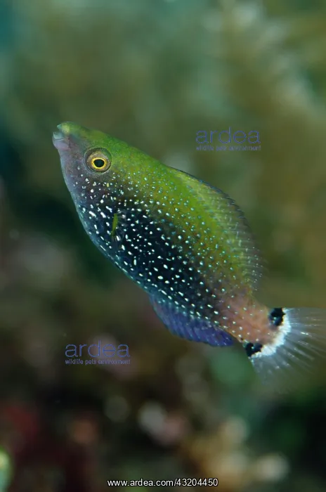 : 80197094 Dusky Parrotfish - juvenile Alam Anda dive : 80197094 Dusky Parrotfish - juvenile Alam Anda dive