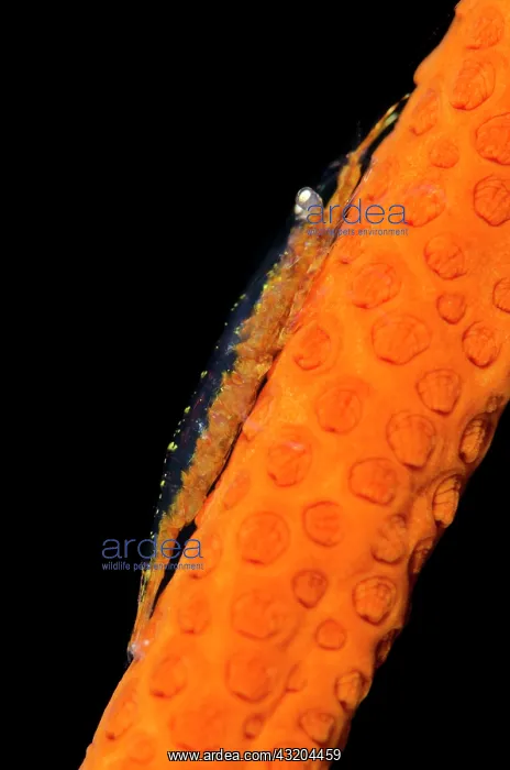 : 80197095 Commensal Shrimp - on Whip Coral Coral : 80197095 Commensal Shrimp - on Whip Coral Coral