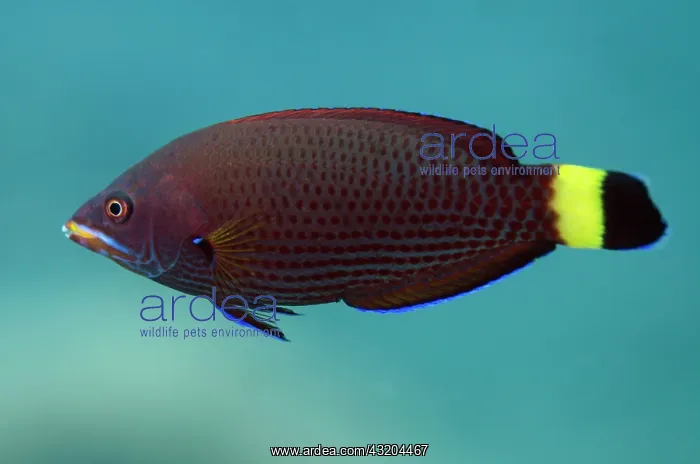 : 80197096 Chistletooth Wrasse Coral Gardens dive : 80197096 Chistletooth Wrasse Coral Gardens dive