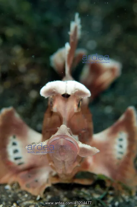 : 80197097 Paddle-flap Rhinopias Scorpionfish - head-on : 80197097 Paddle-flap Rhinopias Scorpionfish - head-on