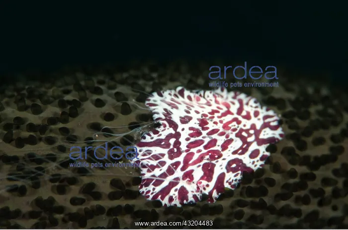 : 80197098 Comb Jelly - using feeding tentacles on : 80197098 Comb Jelly - using feeding tentacles on