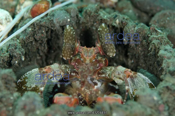 : 80197099 Tiger Mantis Shrimp - in hole on black : 80197099 Tiger Mantis Shrimp - in hole on black