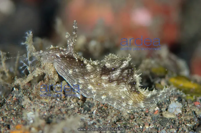 : 80197100 Lined Sea Hare - on black sand Sedam dive : 80197100 Lined Sea Hare - on black sand Sedam dive