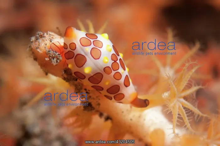 : 80197101 Rosewater's Egg Cowrie Seraya House Reef : 80197101 Rosewater's Egg Cowrie Seraya House Reef