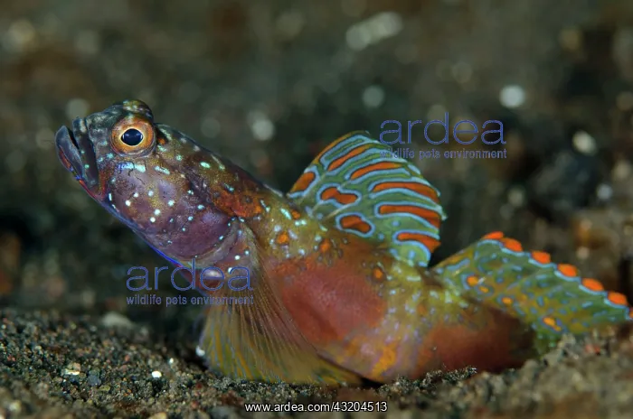: 80197102 Wide-barred Goby - with fin extended by : 80197102 Wide-barred Goby - with fin extended by