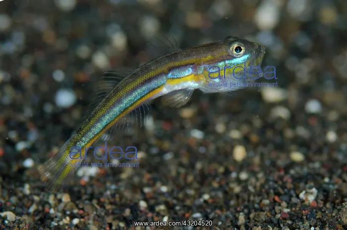 : 80197103 Mud Goby - displaying a warning before : 80197103 Mud Goby - displaying a warning before