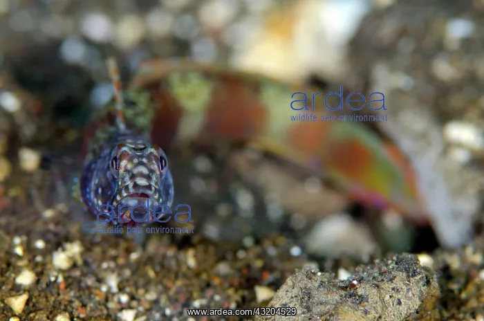 : 80197104 Wide-barred Goby - head-on view on black : 80197104 Wide-barred Goby - head-on view on black