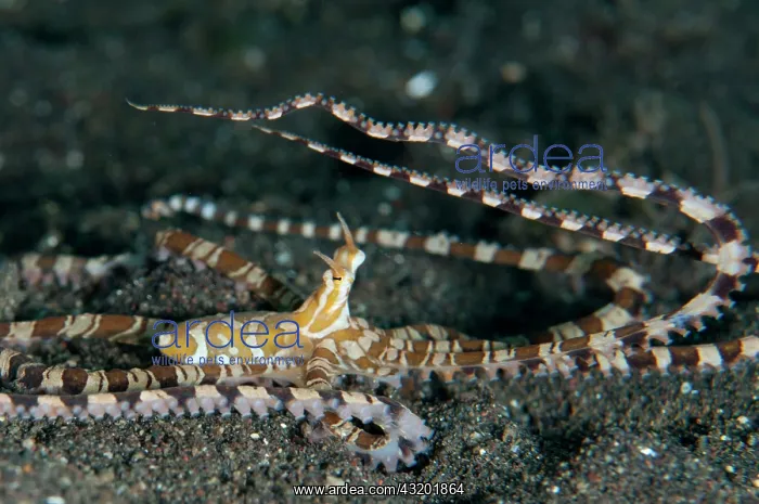 : 80197105 Wunderpus Octopus - with raised tentacles : 80197105 Wunderpus Octopus - with raised tentacles