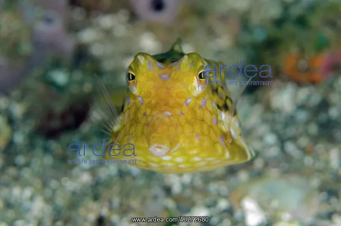 : 80197106 Thornback Cowfish - head-on view Laha dive : 80197106 Thornback Cowfish - head-on view Laha dive