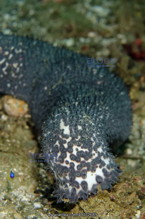 : 80197107 Blue Sea Cucumber Laha dive site, Ambon : 80197107 Blue Sea Cucumber Laha dive site, Ambon