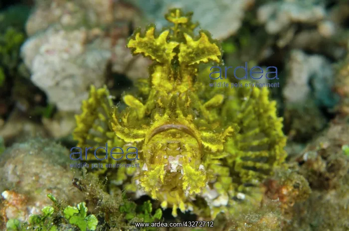 : 80197109 Weedy Scorpionfish Laha dive site, Ambon : 80197109 Weedy Scorpionfish Laha dive site, Ambon