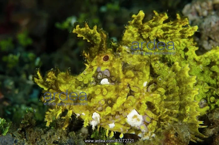  : 80197110 Weedy Scorpionfish Laha dive site, Ambon