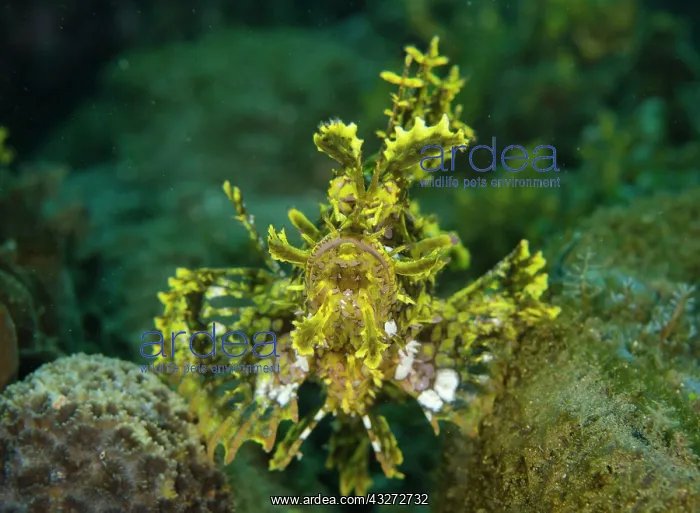: 80197111 Weedy Scorpionfish Laha dive site, Ambon : 80197111 Weedy Scorpionfish Laha dive site, Ambon