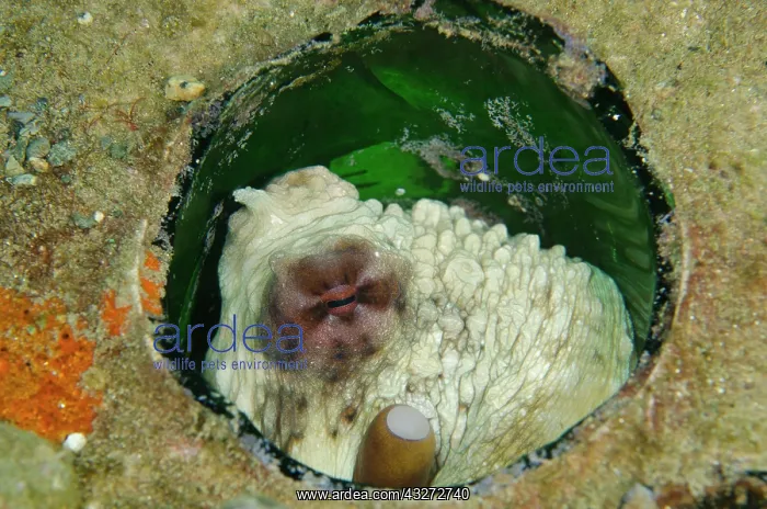 : 80197112 Day Octopus - in bottle Laha dive site : 80197112 Day Octopus - in bottle Laha dive site