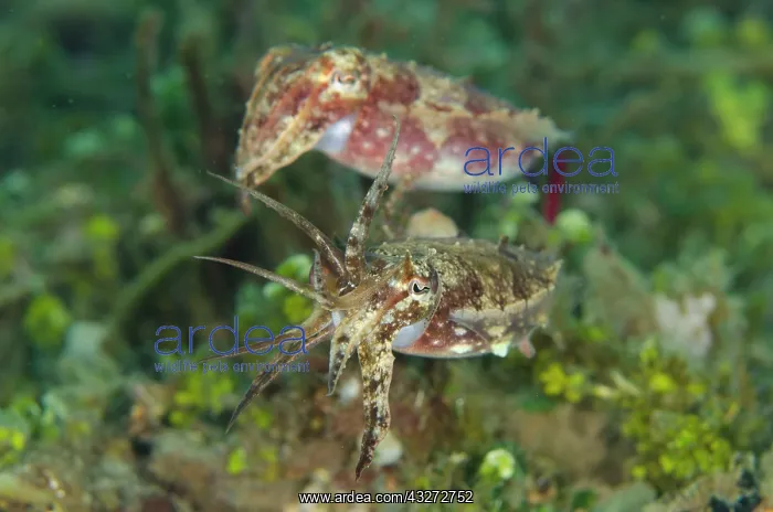 : 80197113 Crinoid Cuttlefish - mating pair Laha : 80197113 Crinoid Cuttlefish - mating pair Laha