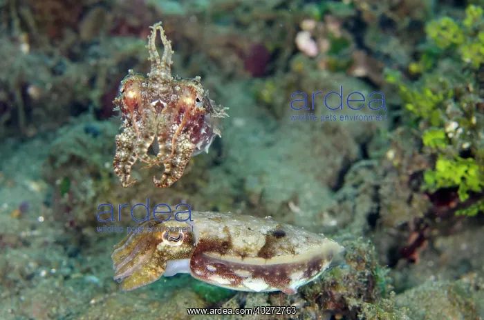 : 80197114 Crinoid Cuttlefish - mating pair Laha dive : 80197114 Crinoid Cuttlefish - mating pair Laha dive